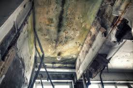 Best Post-Construction Mold Inspection  in Bishop, CA